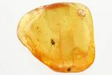 Fossil Ant-Like Stone Beetle (Scydmaeninae) in Baltic Amber #357759-1